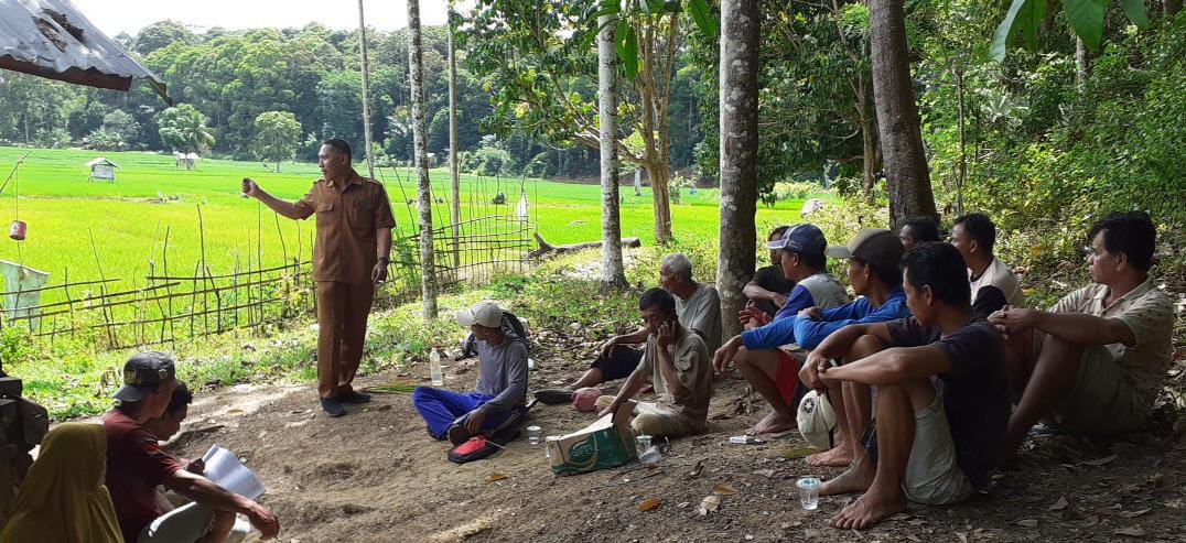 Empat Hektare Tanaman Padi Terserang Wereng Hijau, DKPP Pesbar Lakukan Penanganan