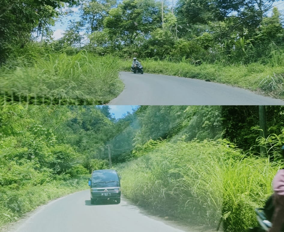 Rumput Membelukar Ganggu Keselamatan Pengendara di Jalan Lintas Liwa-Ranau 