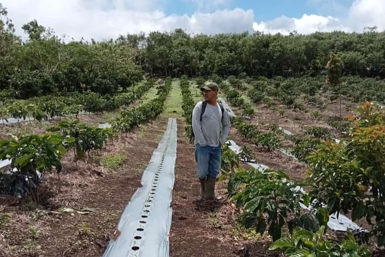 Tingkatkan Produktivitas Kopi, Petani Diajak Terapkan Sistem Tanam Pagar 