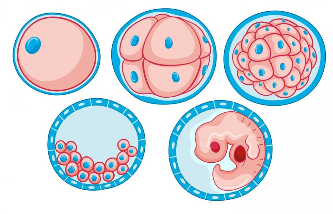 Gastrula: Tahap Penting Pembentukan Organ Janin