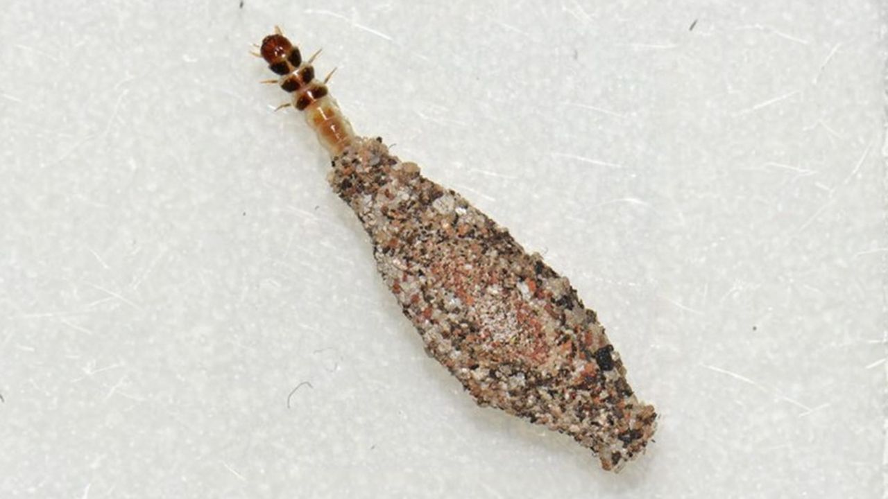 Cara Menghilangkan Kamitetep di Rumah Secara Aman dan Efektif