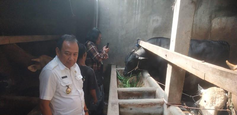 Sapi Kurban Bantuan Presiden Prabowo Siap Disalurkan ke Bandar Lampung untuk Idul Adha 2025