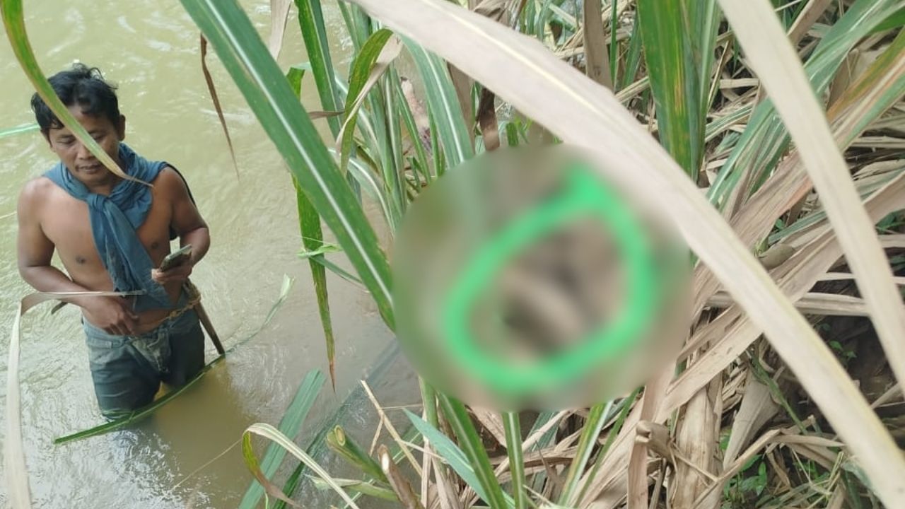 Geger! Warga Pekon Tanjung Sari Temukan Mayat Perempuan Hanyut di Kali Pasir