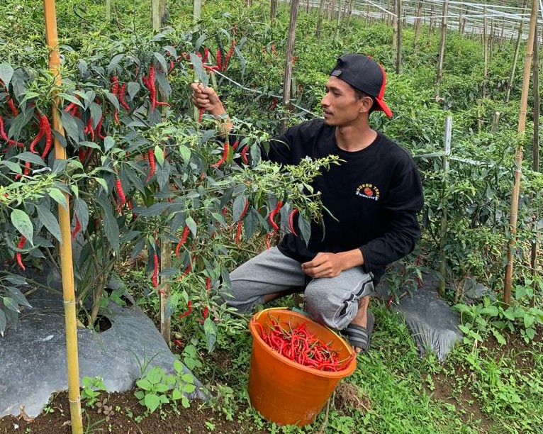 Harga Cabai Makin Pedas, Petani Sumringah!