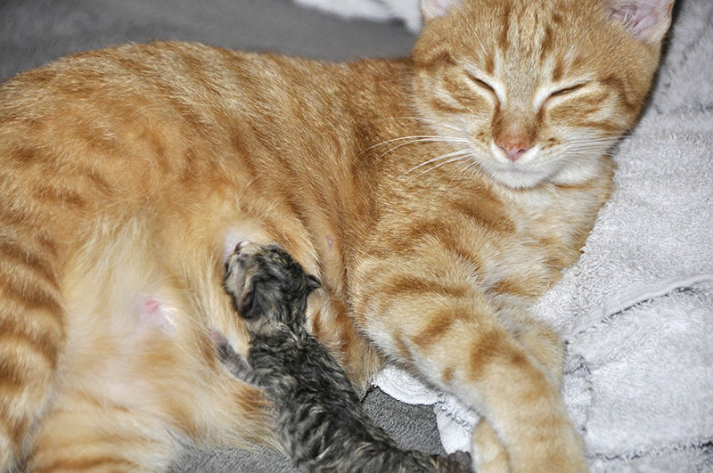 Cara Merawat Kucing Hamil Hingga Pasca Melahirkan