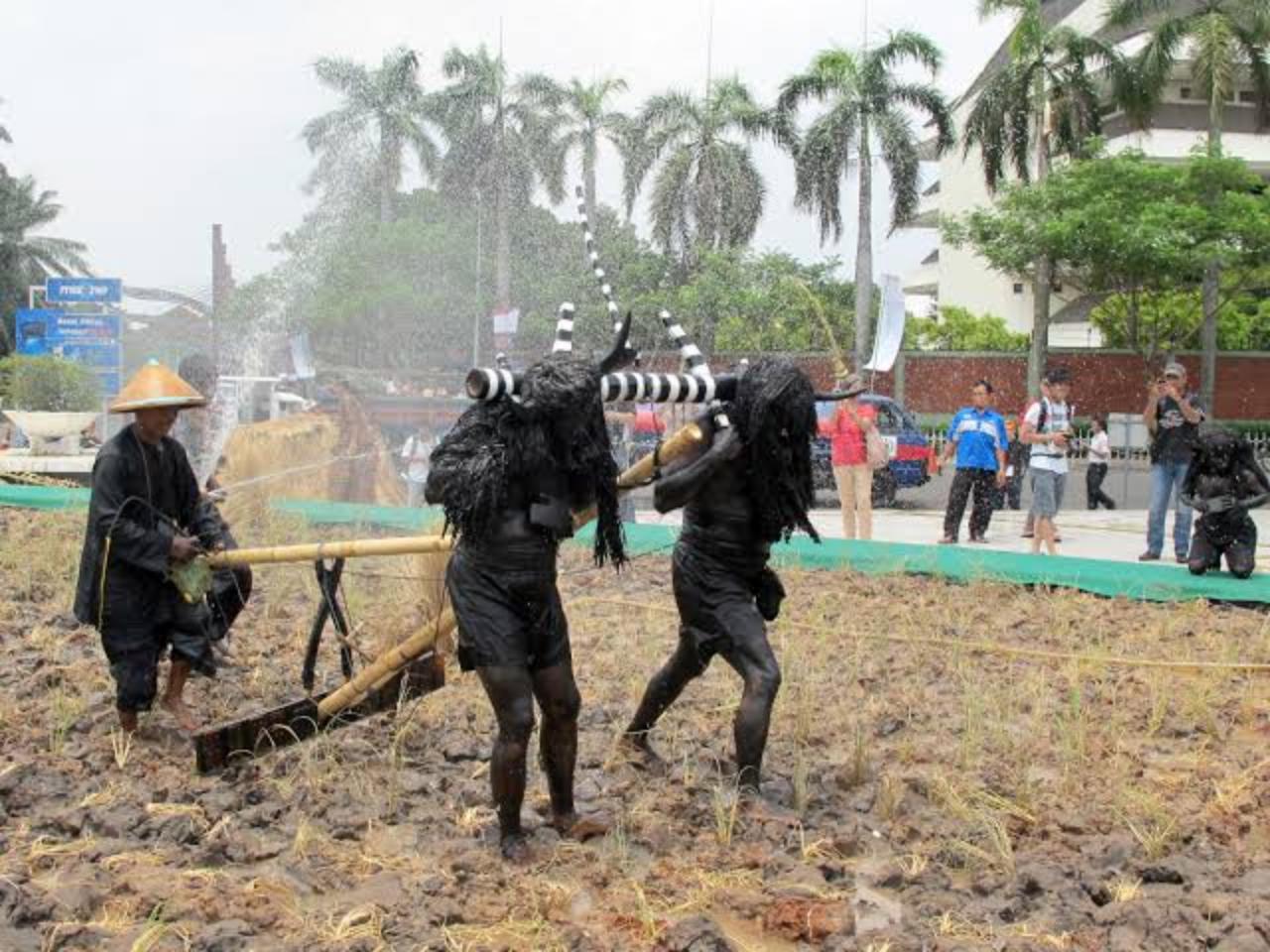 Tradisi Kebo-keboan, Warisan Budaya Unik Banyuwangi