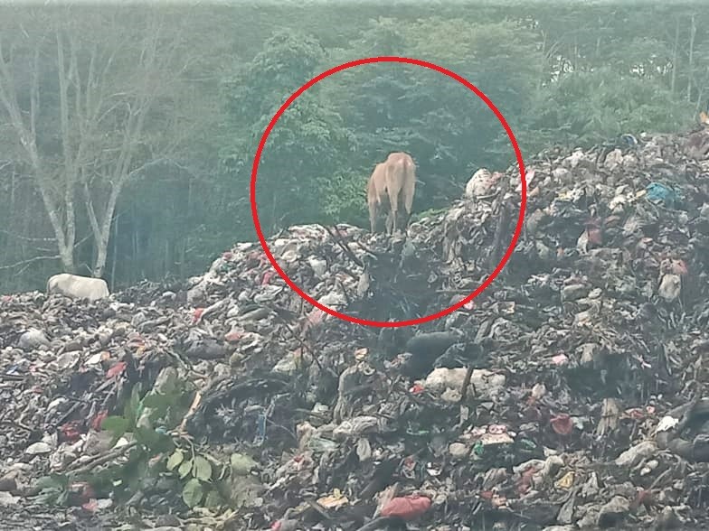 Masih Ada Ternak Makan Sampah di Pesbar