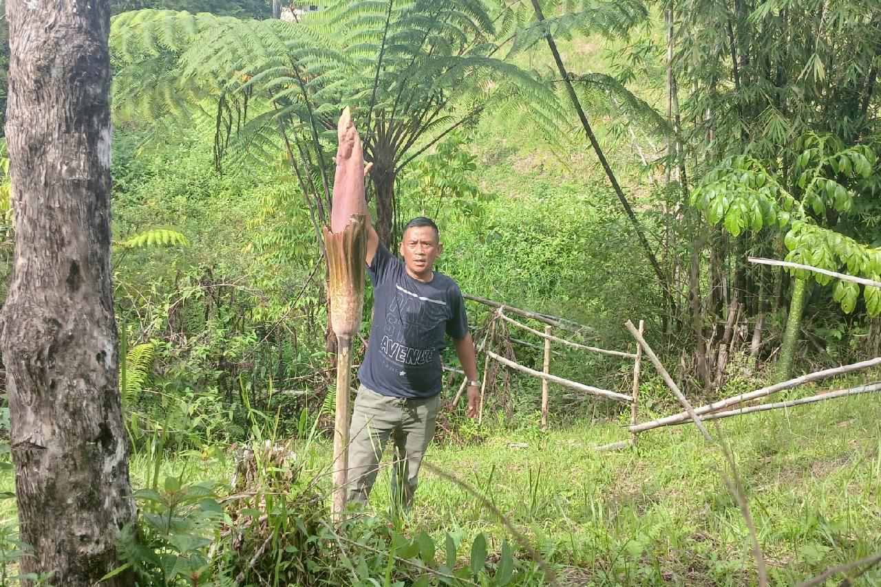 Bunga Bangkai Jangkung Mekar di Kebun Raya Liwa, Jadi Daya Tarik Wisatawan