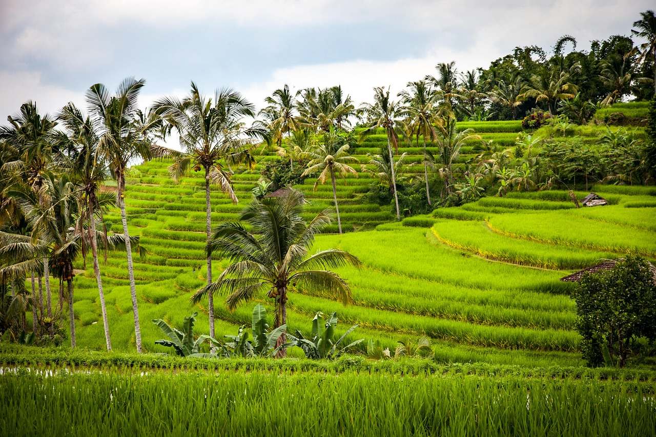 Teras Sawah Tegallalang: Simfoni Hijau di Ubud
