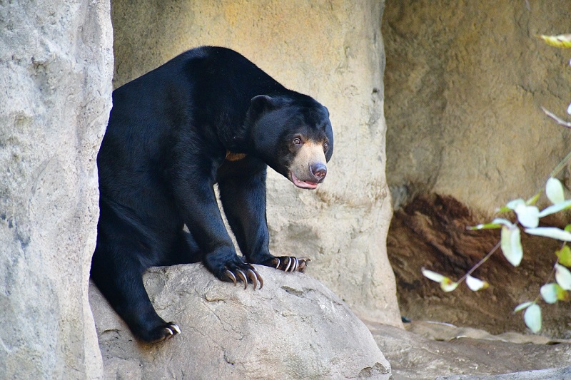 Langkah Awal Mitigasi Konflik Satwa Liar Beruang di Pekon Serungkuk, BKSDA Gandeng TNBBS dan KPH