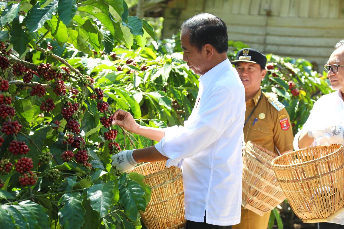 Jokowi Inginkan Produksi Kopi Capai 8-9 Ton per Hektar