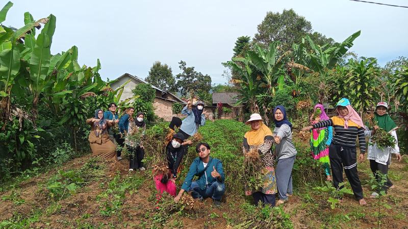 Lurah Fajarbulan Ajak Mahasiswa KKN Panen Kacang Bersama KWT Cempaka 