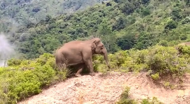 Kembali Disatroni Gajah, Tanaman Padi Milik Dua Warga Suoh Rusak Total