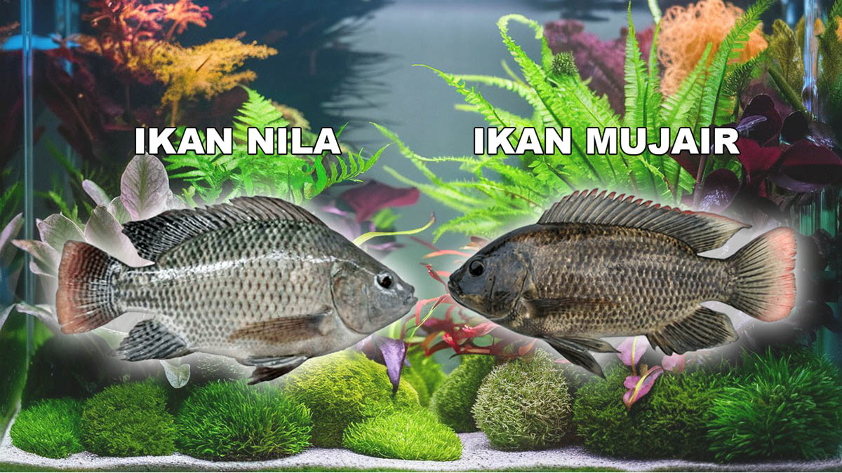 Cara Membedakan Ikan Nila dan Mujair Secara Kasat Mata