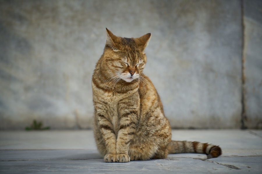 Kucing Peliharaan Tertua di Dunia, Usia Kucing yang Menakjubkan