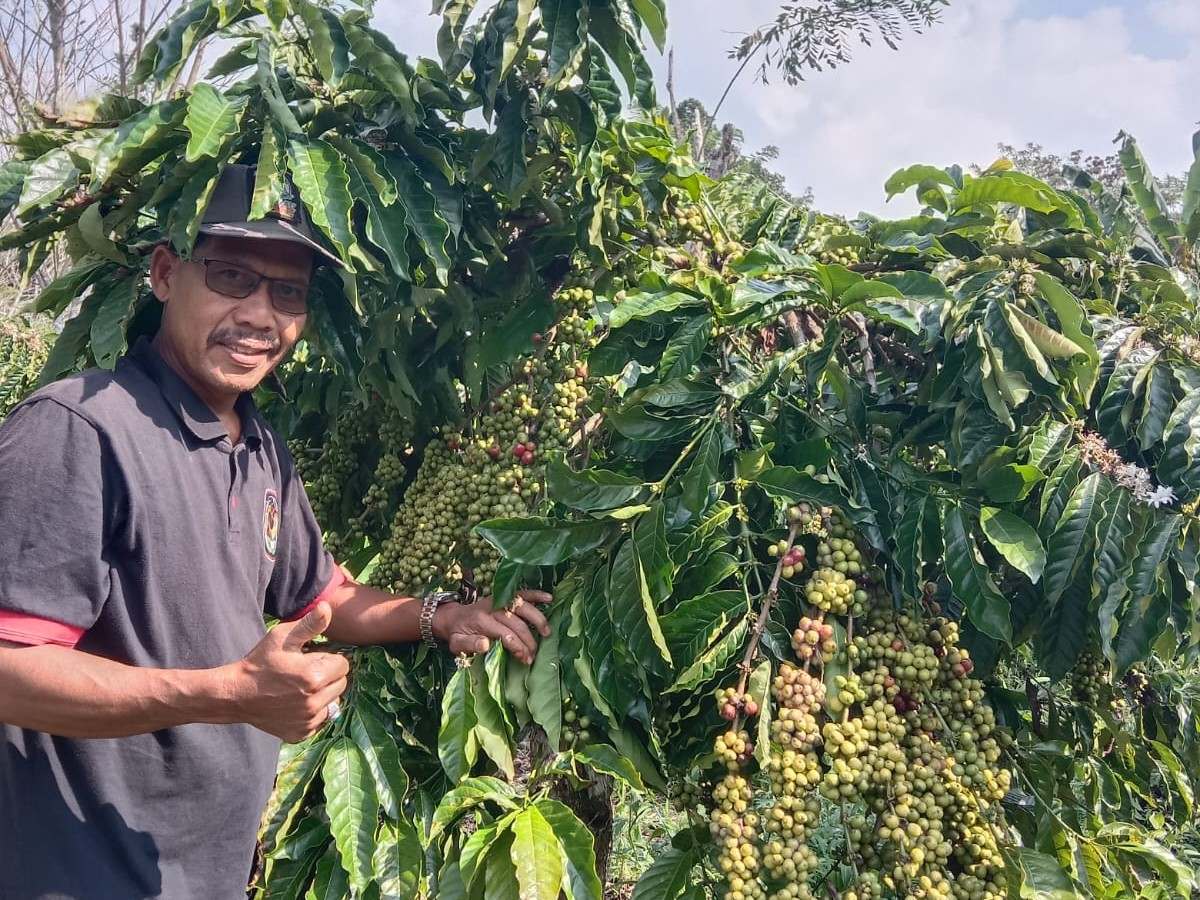 Pasca Kunjungan Jokowi, KTNA Berharap Stabilisasi Harga Kopi Terjamin