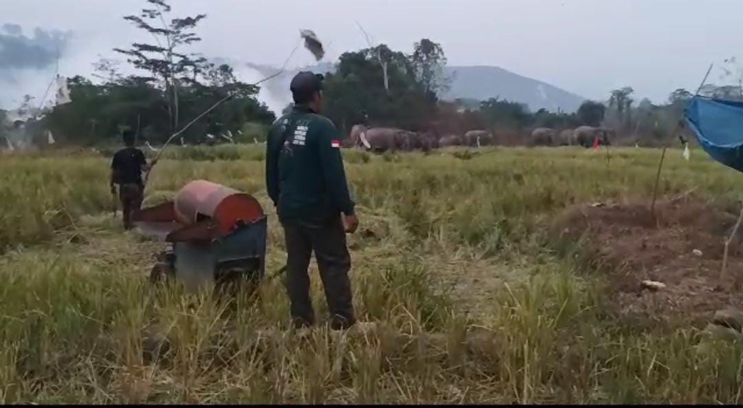 Kawanan Gajah Turut 'Panen' Padi di Suoh