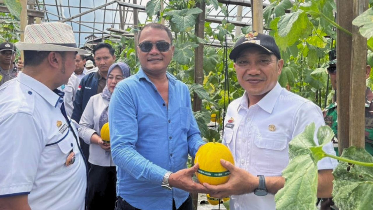 Panen Raya Melon Premium Dorong Pertanian Modern Lampung Selatan