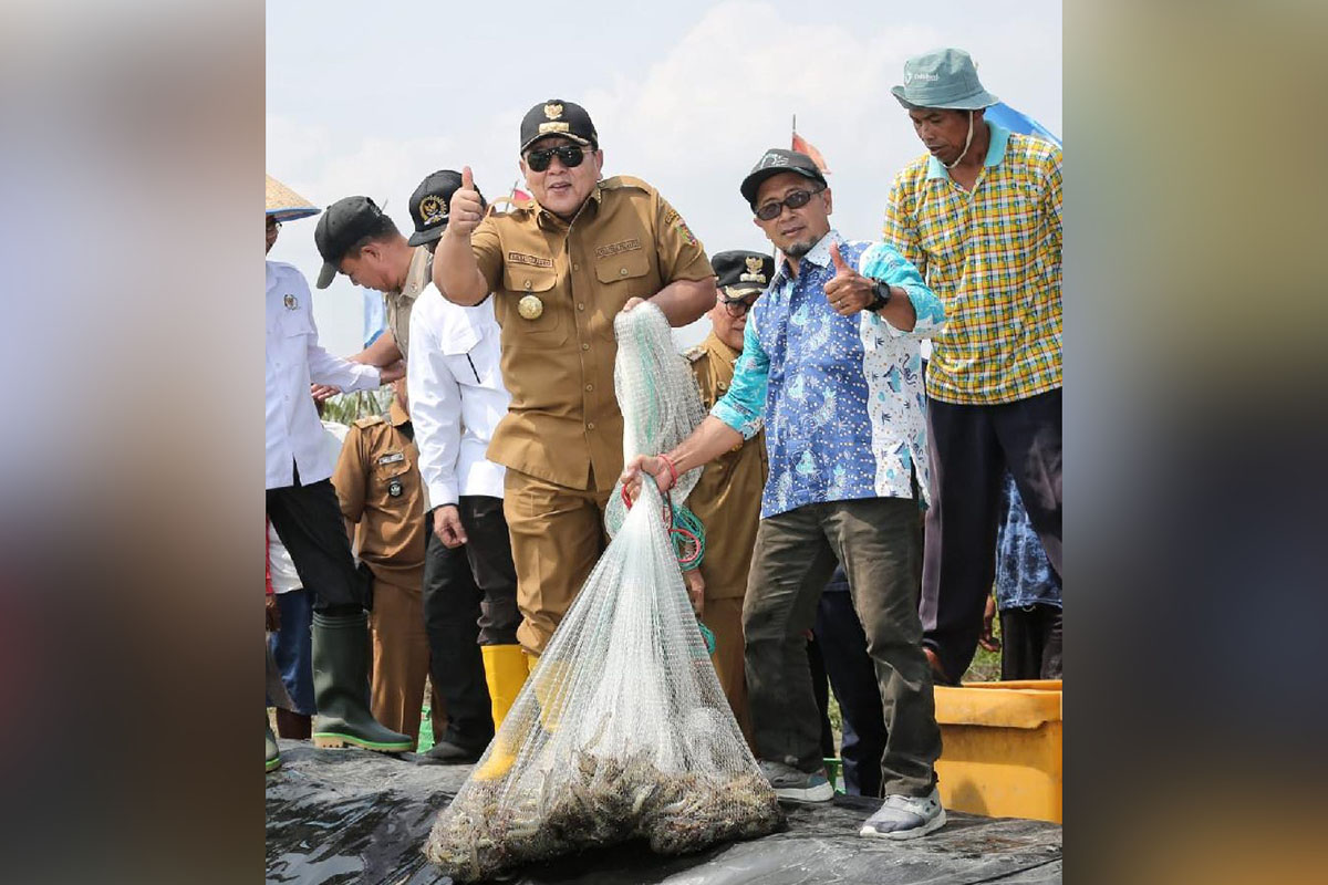 Ikut Panen di Tulang Bawang, Gubernur Arinal Dorong Pertambakan Udang di Lampung Bangkit dan Berjaya Lagi