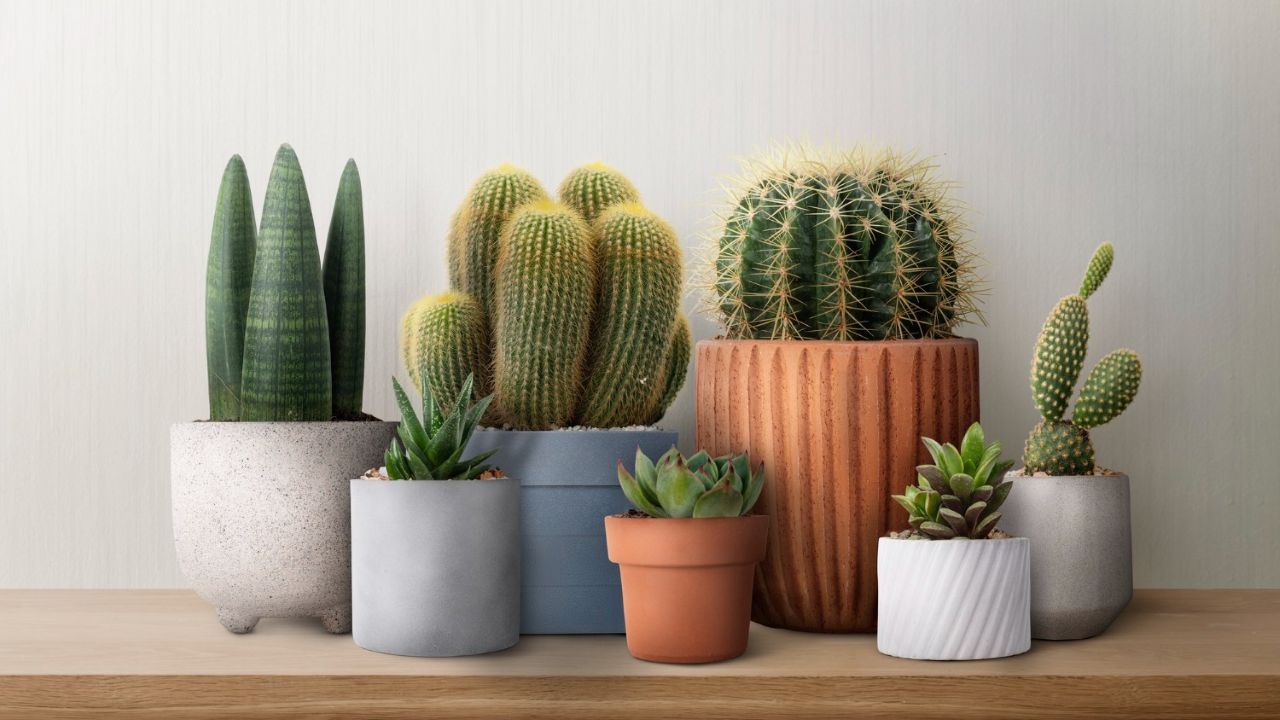 Jenis Tanaman Hias Outdoor Tahan Panas