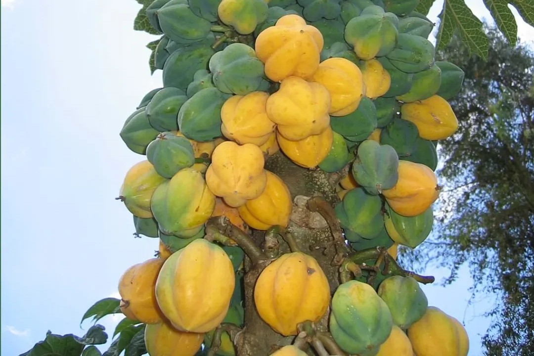 Rekomendasi Oleh-Oleh Dieng: Olahan Carica Selain Manisan yang Wajib Dicoba