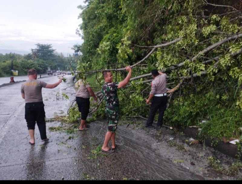 Gangguan Kelancaran Lalin,Pohon Tumbang Di Tanjakan Tarahan bergaul di evakuasi Polres Lamsel 