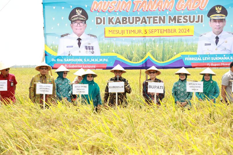 Panen Raya Padi di Mesuji, Pj Gubernur Samsudin Ajak Petani Optimalkan Lahan Tingkatkan Hasil Panen