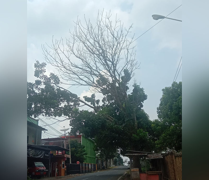 Soal Sampah Belum Selesai, Pohon Mati di Samping SMPN 7 Bandar Lampung Rawan Tumbang