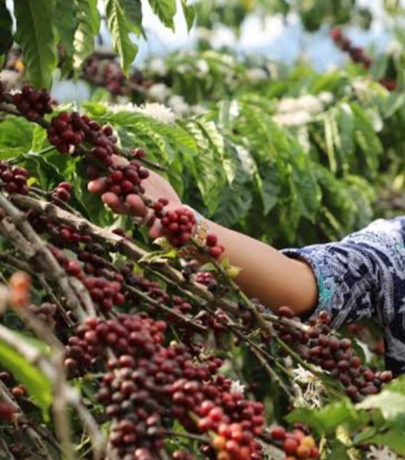 Soal Harga Jual Turun, Pengamat Kopi : Masih Penyesuaian Harga Lokal Tingkat Petani Dengan Harga Eksport