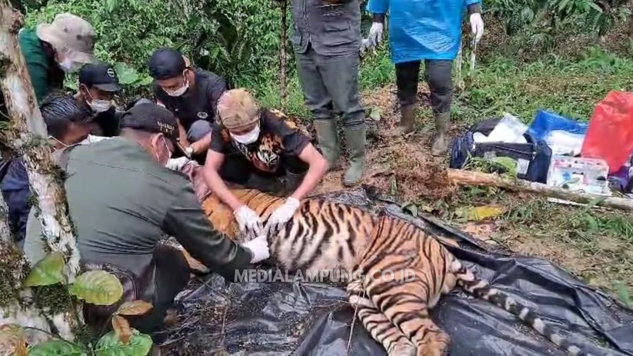 Harimau Sumatera Alami Luka Jerat, Dokter Hewan BB-TNBBS: Kondisi Stabil Setelah Dievakuasi