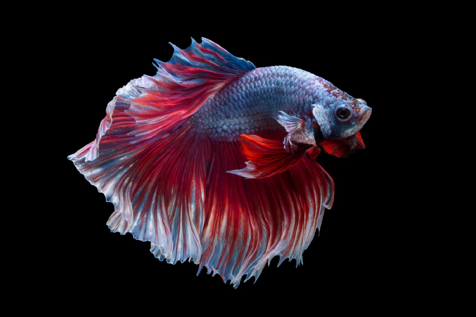 Bikin Tamu Takjub, Berikut 3 Jenis Ikan Hias Cantik Untuk Dipelihara di Rumah 