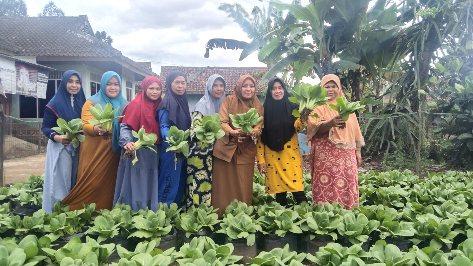 Ernawati Hadiri Panen Sayur Program Ketahanan Pangan Pekon Tribudi Makmur