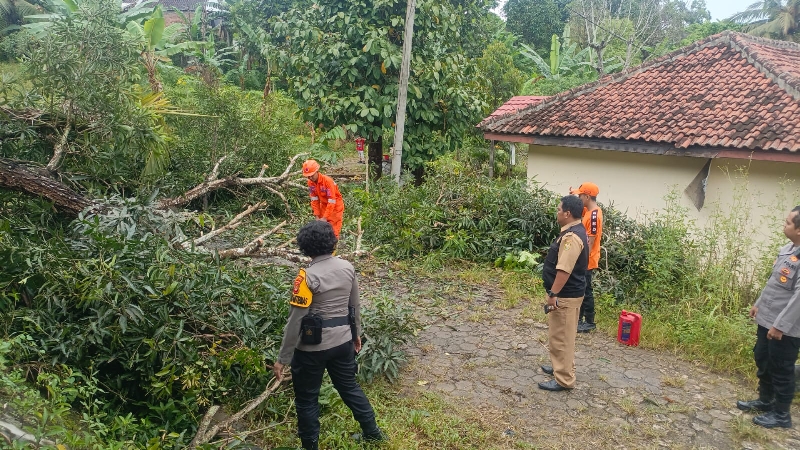 Pohon Mangga Tumbang Timpa Kabel Listrik dan Tutup Akses Jalan di Kemiling