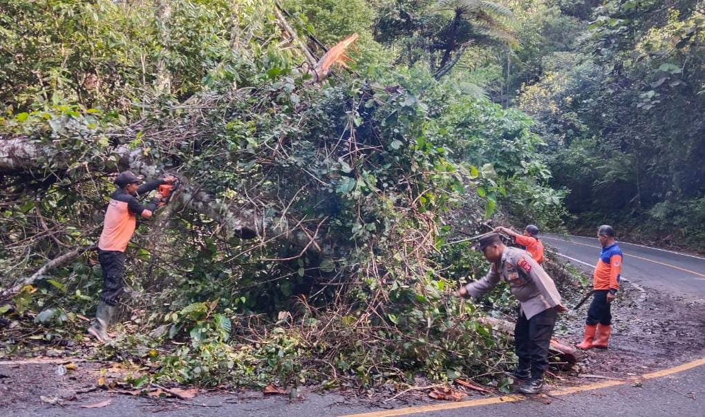 Polsek Bangkunat Evakuasi Pohon Tumbang di Ruas Jalinbar Kawasan TNBBS