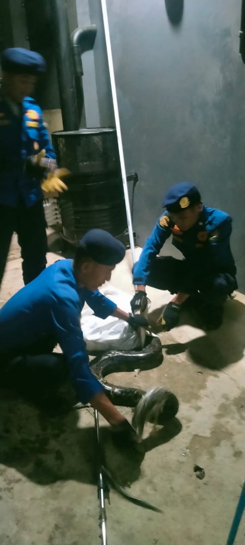 Damkarmat Bandar Lampung Evakuasi Ular Sanca di Rumah Warga Bumi Waras