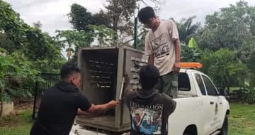 Anggota DPRD Lampung Barat Ini Ungkap BKSDA Lepas Tanggung Jawab Soal Konflik Satwa di Suoh-BNS