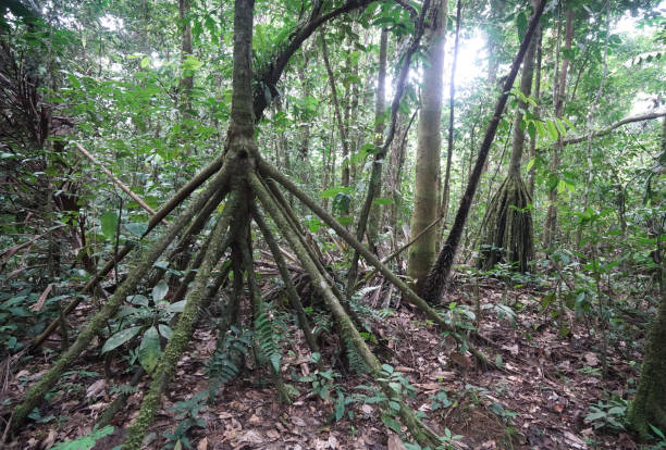 Fakta Ilmiah Pohon Berjalan, Keajaiban Tersembunyi dari Jantung Hutan Amazon