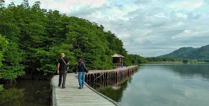Hutan Mangrove Petengoran, Oase Hijau di Pesisir Pesawaran