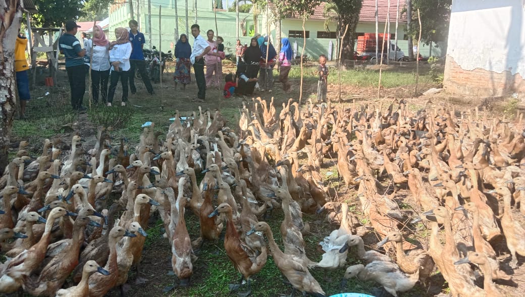 Dukung Ketahanan Pangan, Pekon Rawas Salurkan Bantuan 1.500 Bebek Petelur