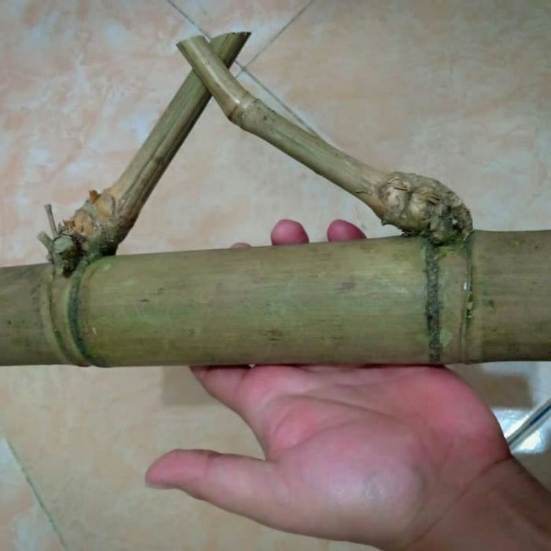 Mitos Bambu Petuk, Mulai dari Penglaris Sampai Dipercaya Mempermudah Naik Jabatan 