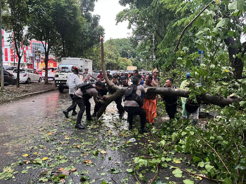 Polisi Bantu Evakuasi Pohon Tumbang di Bandar Lampung