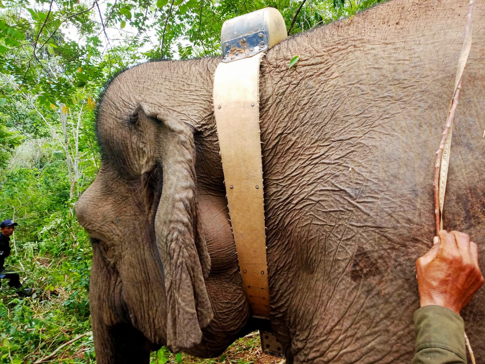 Tim Gabungan Berhasil Pasang GPS Collar di Gajah Buntung