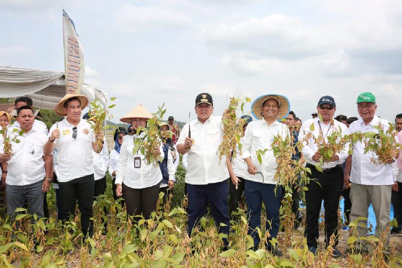 Gubernur Arinal Ikut Panen Perdana Kedelai Hasil Kebun Percobaan Fakultas Pertanian Unila di Pringsewu