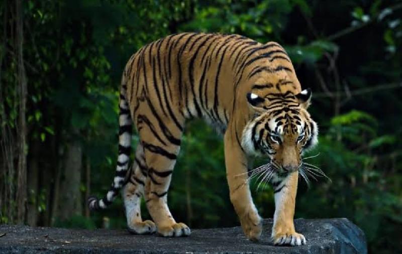 Diterkam Harimau, Warga Suoh Ditemukan Tewas Mengenaskan