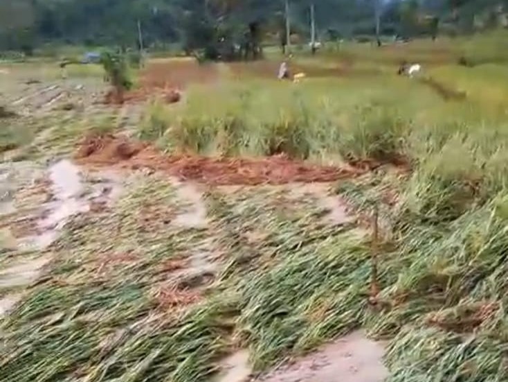 Dampak Banjir dan Longsor, Tanaman Padi Siap Panen Rusak, Puluhan KK Terisolir