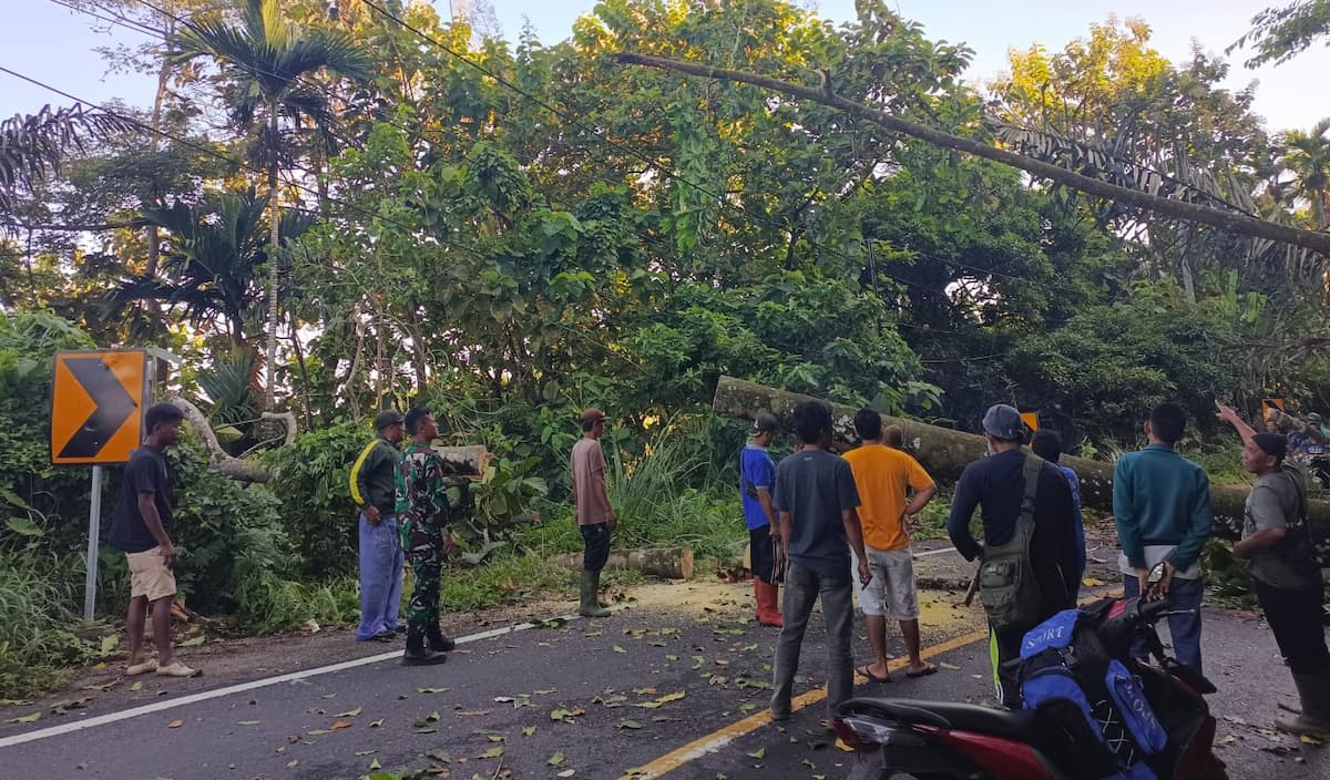 Pohon Tumbang Sempat Tutup Jalinbar Lampung-Bengkulu