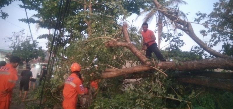 Angin Kencang Robohkan Pohon di Jalan Sultan Badarudin II Bandar Lampung
