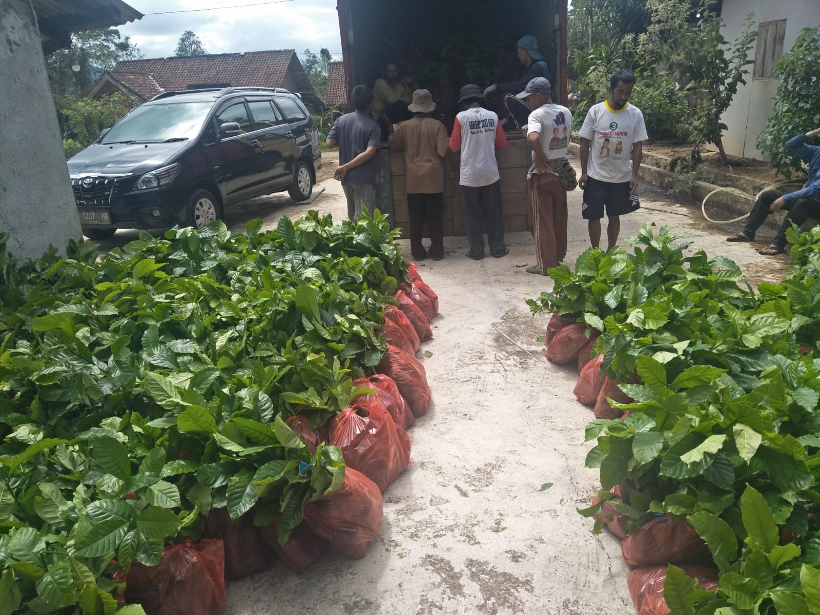 BBPPTP Medan Alokasikan Bantuan Bibit Tanaman Kopi dan Pupuk di Lampung Barat  