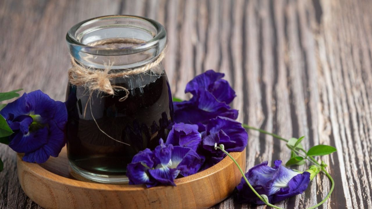 Khasiat Teh Bunga Telang, Herbal Alami Kaya Antioksidan