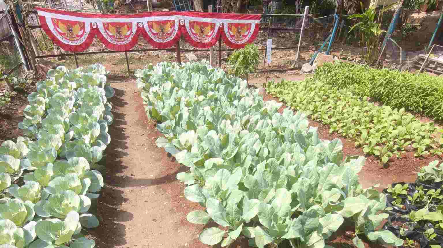 Urban Farming Bandar Lampung Meluas, 80 KWT Manfaatkan Pekarangan untuk Pangan dan Penghasilan